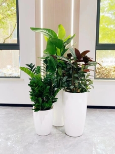 宁波杭州湾花木出租，为您带去自然清新与美丽